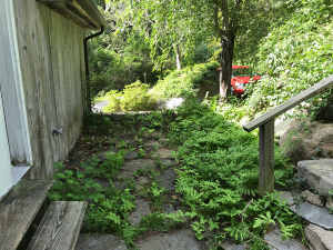Challenge: Tame the wild