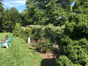Challenge: Clean and mulch