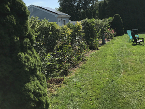 Challenge: Clean and Mulch